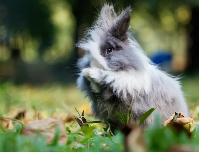 Rabbit sitting in leaves